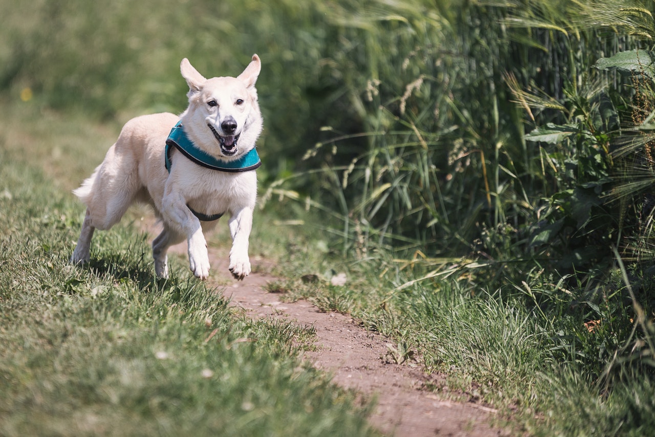 A Good Dog Gets Down On His Knees Your Dog’s Knees: What You Need to Know - Emergency Veterinary Hospital