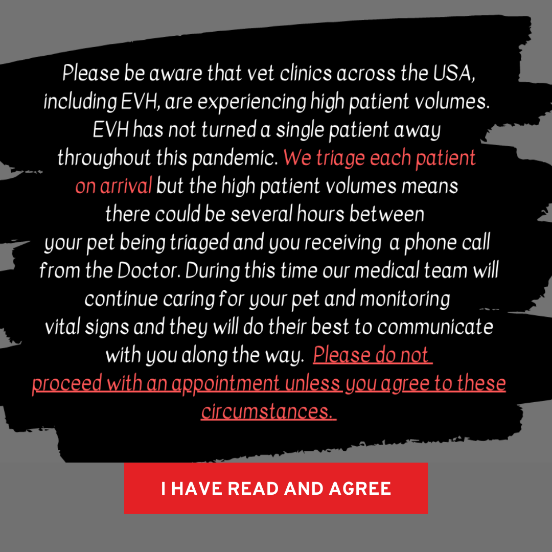 24/7 Emergency Veterinary Hospital in Ann Arbor, MI 48103