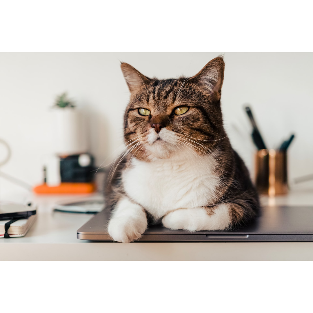 Tips for Litter Box Success Emergency Veterinary Hospital