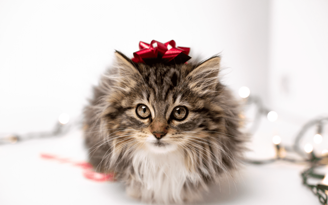 4 Easy DIY Holiday Pet Toys