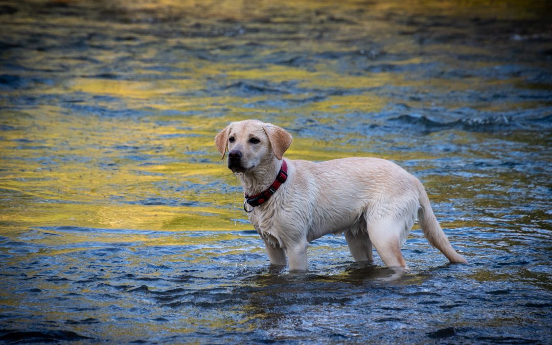 4 Waterborne Illnesses Your Pet Can Contract from Swimming