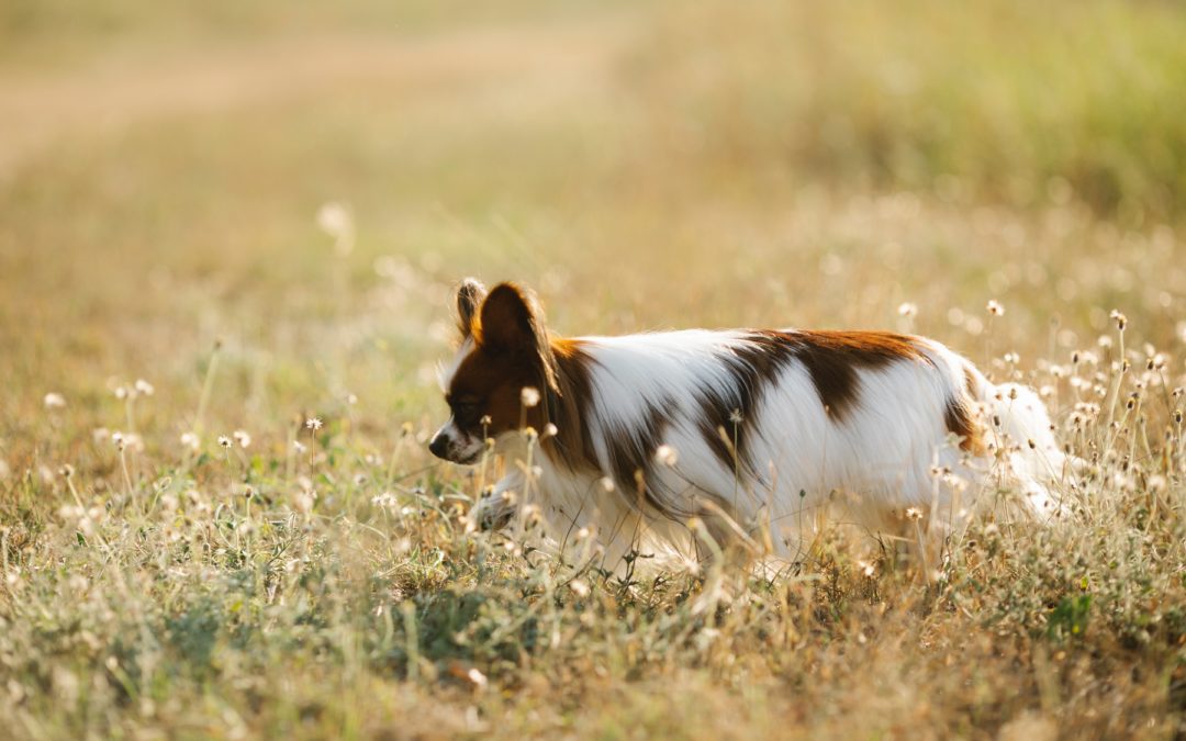 Small white dog running through field
