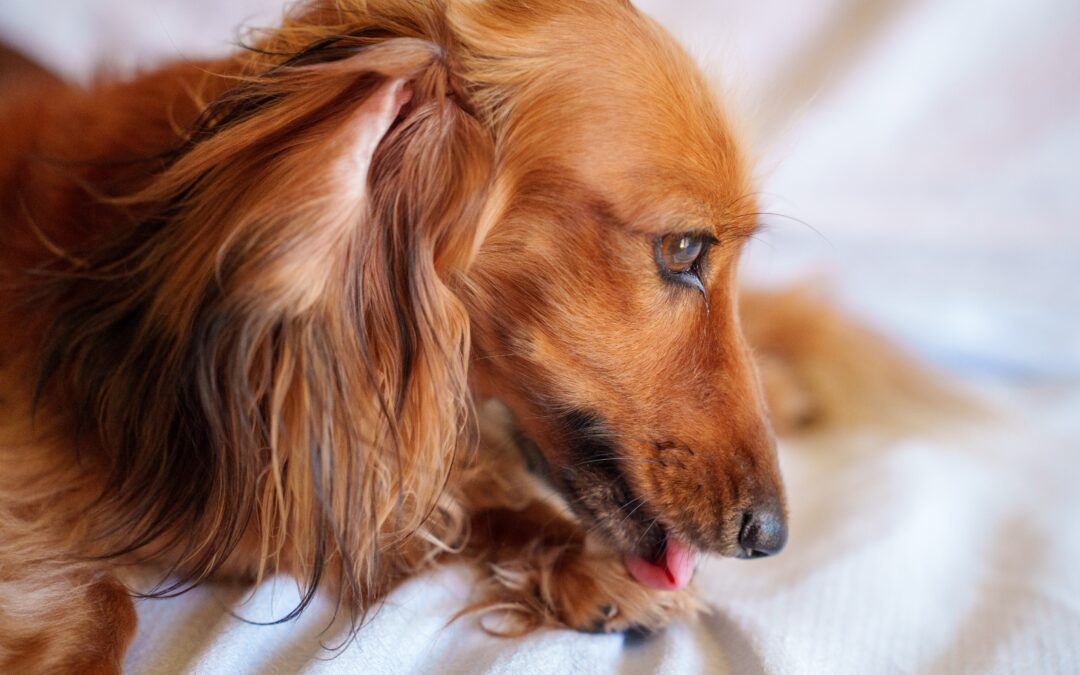 Identifying, Managing, and Preventing Hot Spots in Pets