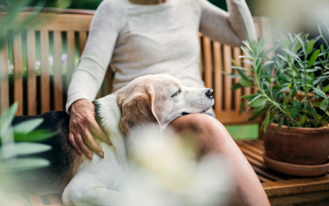 Discovering the Joys of Adopting a Senior Pet